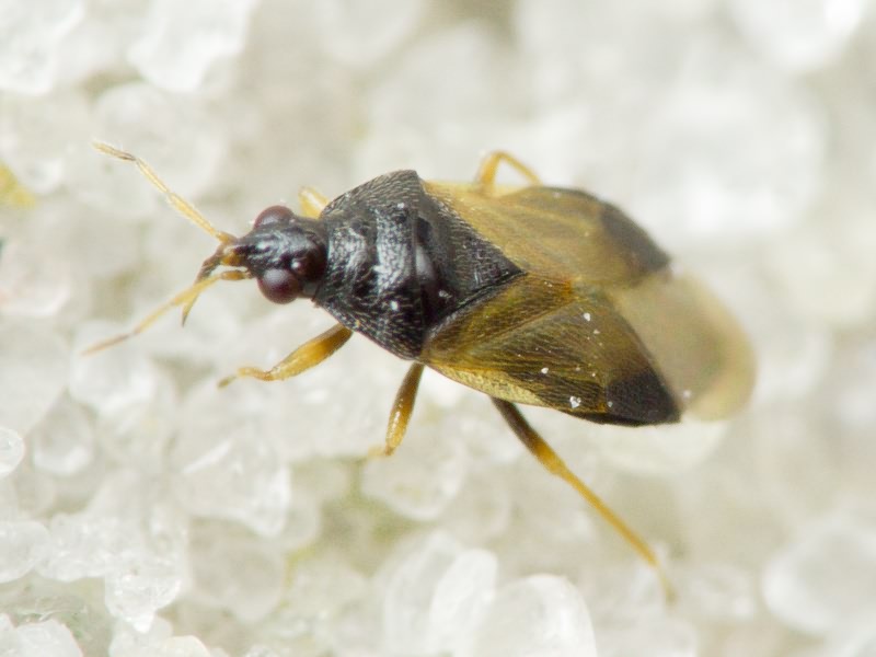 Orius minutus (Linnaeus, 1758)